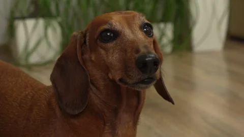 Sad brown dachshund looking at camera. Side view close-up Stock Footage 308485810