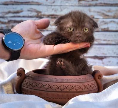 Sad brown kitten with ears down laid his head on his hand hugging her Stock Photos