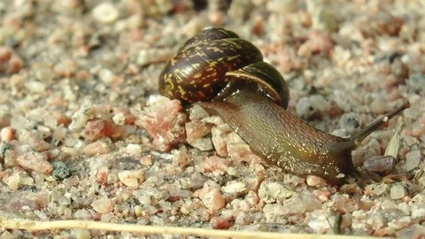Sad brown snail crawling on the small rocks. Stock Footage 71346418