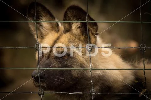 Sad caged Hyena in small cage Stock Photos
