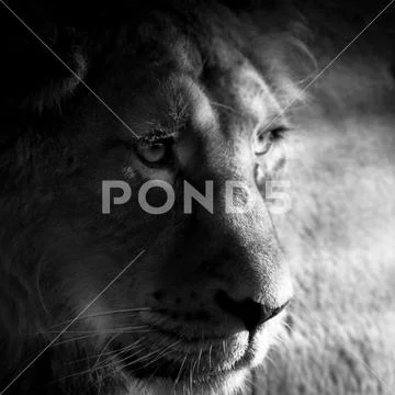 Sad Caged Lion in Zoo Stock Photos