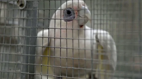 Sad caged white bird parrot chews fence with beak, animal cruelty, close up Video stock 75343407