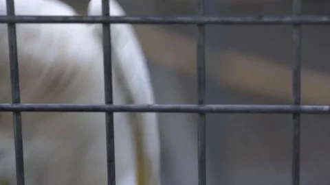 Sad caged white bird parrot chews fence, goes crazy, animal cruelty, close up Video stock 75347802