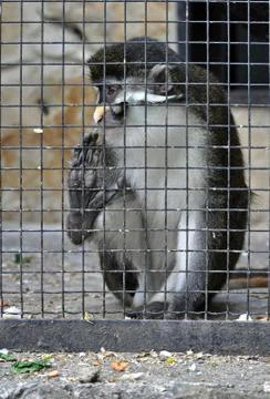 Sad captive monkey Stockfoto's
