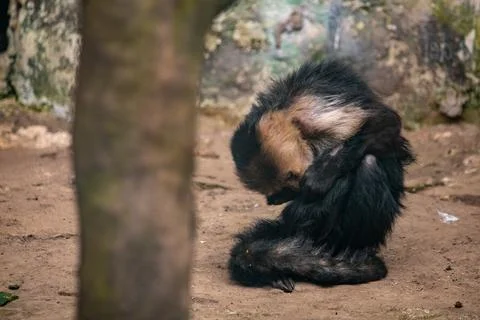 Sad capuchin monkey sitting on the ground inside zoo enclosure Foto stock