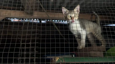 Sad Cat Behind Metal Bars in Cage Close Up Video Stock Footage 329095336