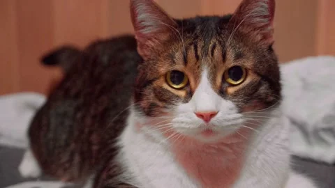 Sad cat Video stock 224442877