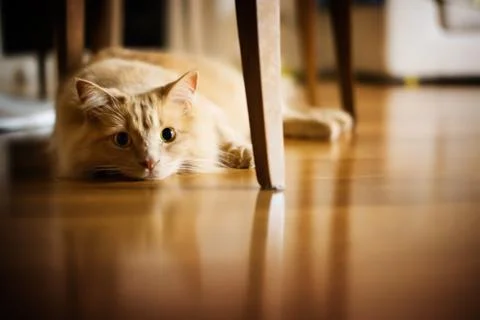 Sad cat lying on the floor Stock Photos