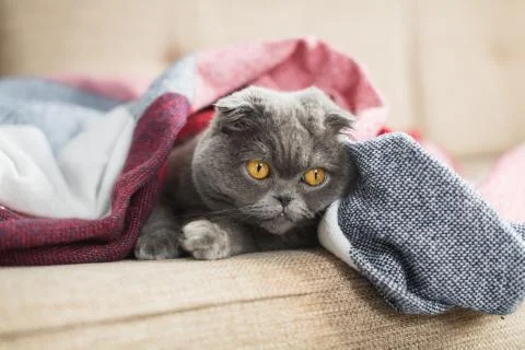 Sad cat lying under blanket at home Stock Photos