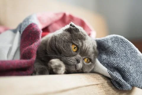 Sad cat lying under blanket at home Stock Photos