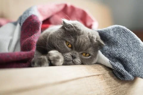 Sad cat lying under blanket at home Stock Photos