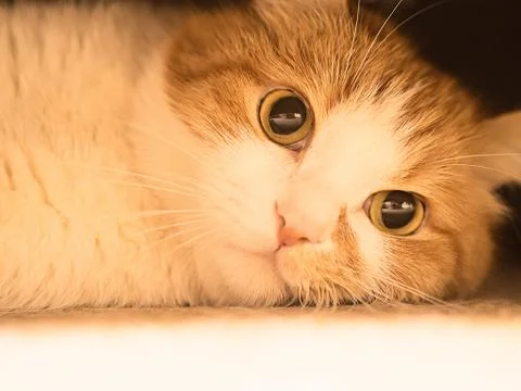 Sad cat Stock Photos