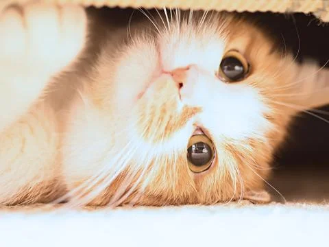 Sad cat Stock Photos