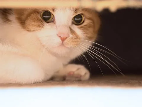 Sad cat Stock Photos