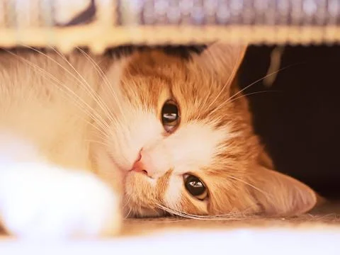 Sad cat Foto stock