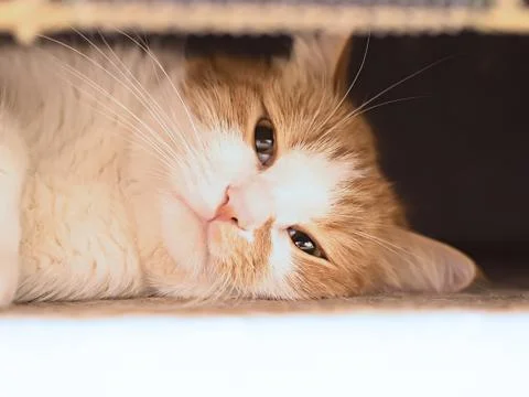 Sad cat Stock Photos