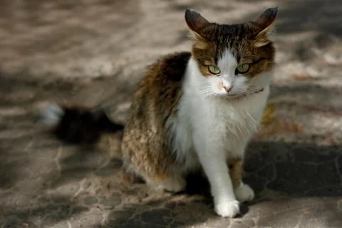 Sad cat Stock Photos