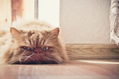 Sad cat Stock Photos
