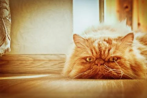 Sad cat Stock Photos