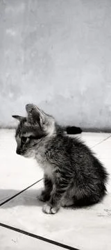 Sad cat 库存照片