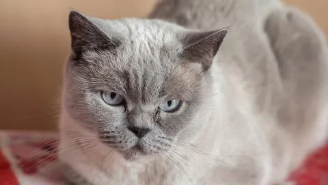 Sad cat is sitting on the couch. An evil look Stock Photos