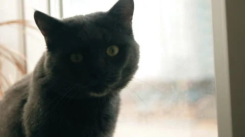 Sad cat sitting at the window and waitin... | Stock Video | Pond5