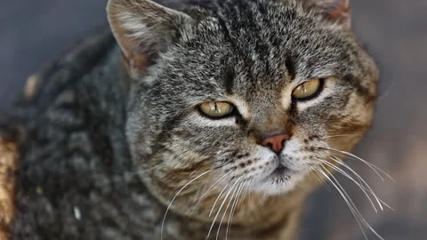 Sad cat winks with his eye. The thoroughbred Scottish Fold meows. adorable cat. Stock Footage 194585034