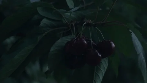 Sad cherries on a tree Stock Footage 99994397