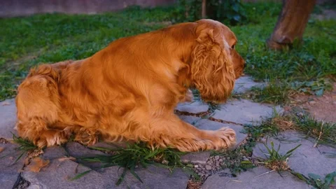 Sad cocker Spaniel dog lying on grass ready to sleep Stock Footage 201297611
