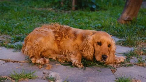 Sad cocker Spaniel dog lying on grass ready to sleep Stock Footage 201297634