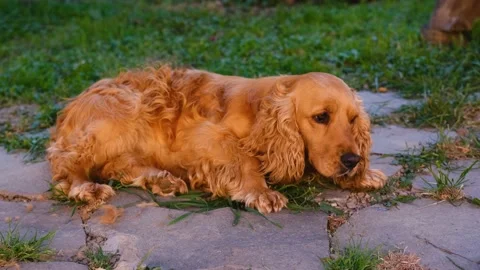 Sad cocker Spaniel dog lying on grass ready to sleep Stock Footage 201297673