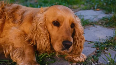 Sad cocker Spaniel dog lying on grass ready to sleep Stock Footage 201297708
