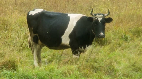 The sad cow chews a grass Stock Footage 45178370