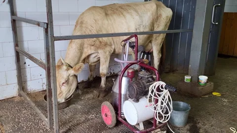 The sad cow with her head down is being milked by the machine, but the lack of Stock Footage 337883882