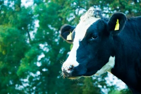 Sad Cow 写真素材