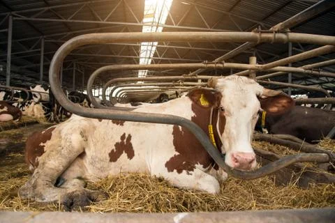 Sad cow is preparing for slaughter Stock Photos
