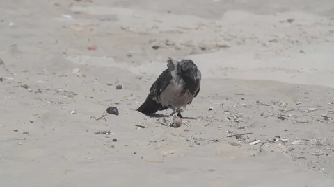 Sad Crow Stock Footage 89610096