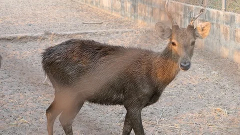 Sad deer in cage Stock Footage 104592628