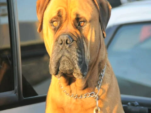 Sad Dog 2 Stock Footage 555745