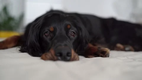 Sad dog on the bed, Gordon Setter is lying on the bed Video stock 160210792
