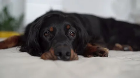 Sad dog on the bed, Gordon Setter is lying on the bed Video stock 160210825