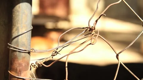 Sad dog in a cage looking camera Rack focus Stock Footage 8760629