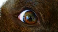 Sad Dog Eye. Close up. Macro. HD Footage