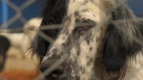 Sad dog face close-up Stock Footage 224127894