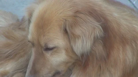 A sad dog. Vídeos de archivo 24228346