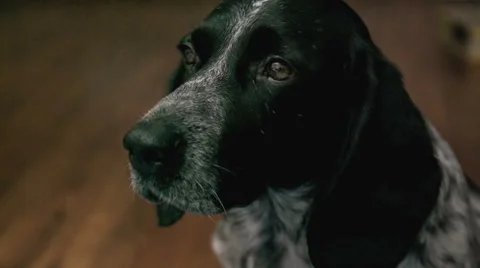 Sad dog Stock Footage 48069416