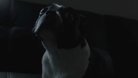 Sad Dog Video stock 92550362