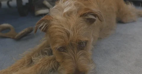 Sad Dog Stock Footage 107344394