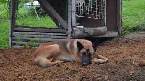 A sad dog Stock Footage 331061340