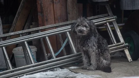 Sad Dog Got Cold Outside Stock Footage 83499972